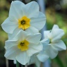 Narcissus 'Lieke'