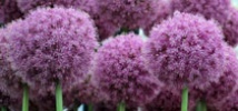 Awesome Alliums