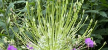 Amazing Alliums