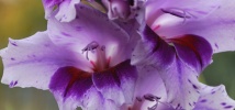Gladiolus