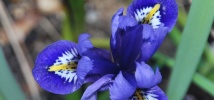 Irresistable Iris