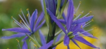 Cool Camassias