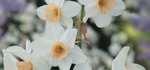 Naturally Narcissus