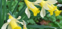 Naturally Narcissus