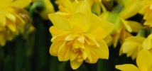 Narcissus