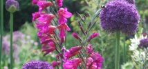 Arresting Alliums