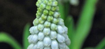 Must-have Muscari
