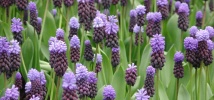 Muscari