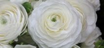 Ravishing Ranunculus