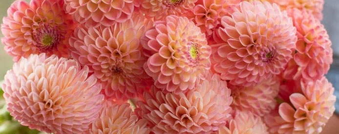 Dahlias