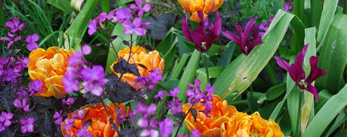 Tulips