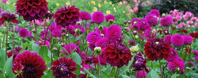 Dahlias