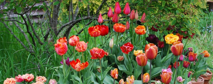 Tulips