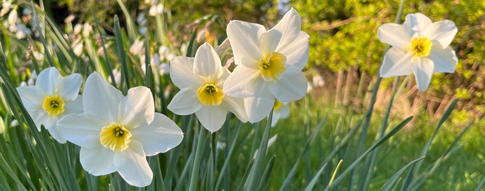 Narcissus Lieke