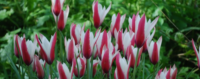 Tulips