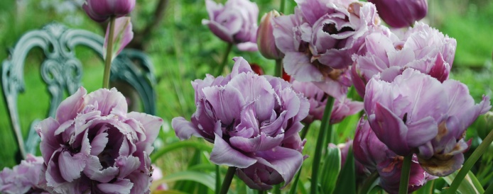 Tulips