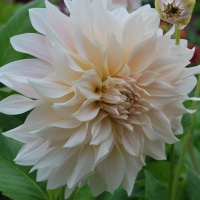 Dahlias & Summer Flowering Bulbs