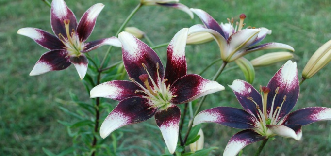 Lilium