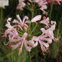 Nerine