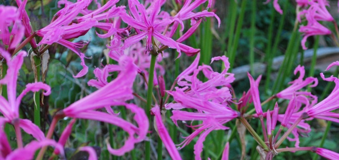 Nerine