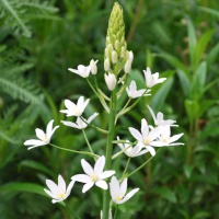 Ornithogalum