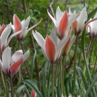 Tulips - Species