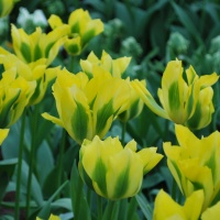 Tulips - Viridiflora