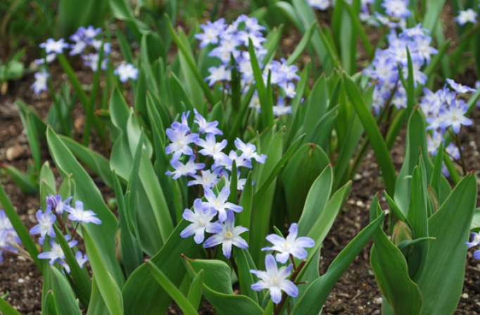 Chionodoxa