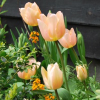 Tulips - Single Early