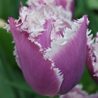 Tulips - Fringed