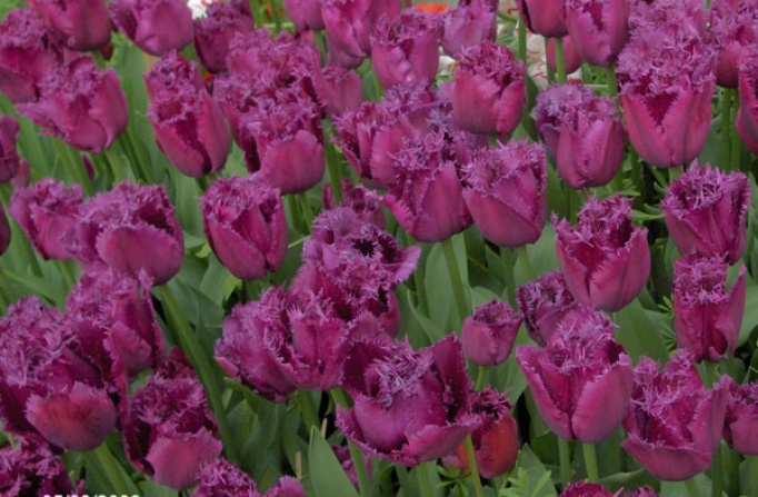 Tulips - Fringed