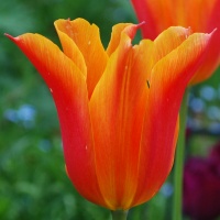 Tulips - Lily Flowered