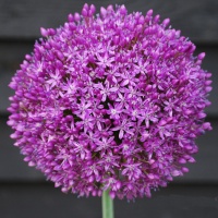 Alliums