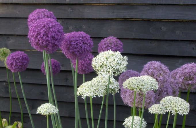 Alliums