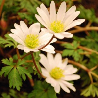 Anemone