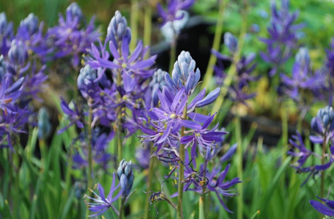 Camassia