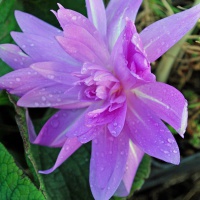 Colchicum