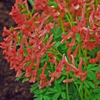 Corydalis