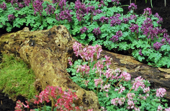 Corydalis