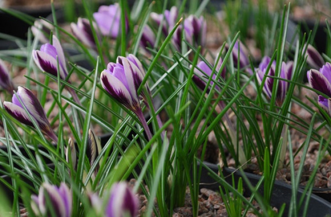 Crocus