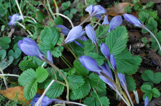 Autumn Flowering Crocus