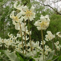 Erythronium