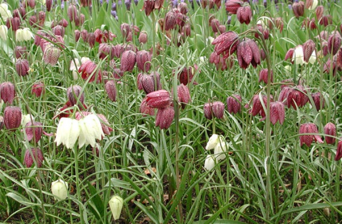 Fritillaria