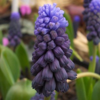 Muscari