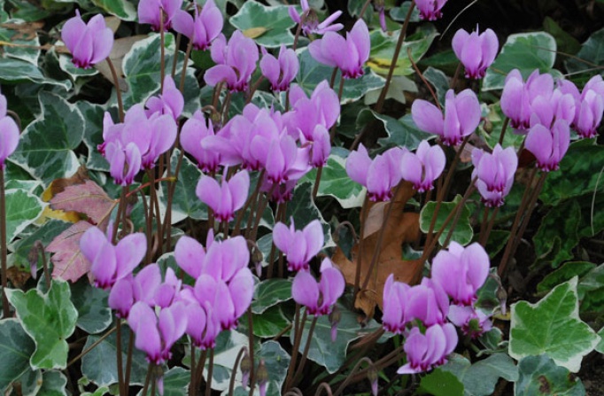 Cyclamen