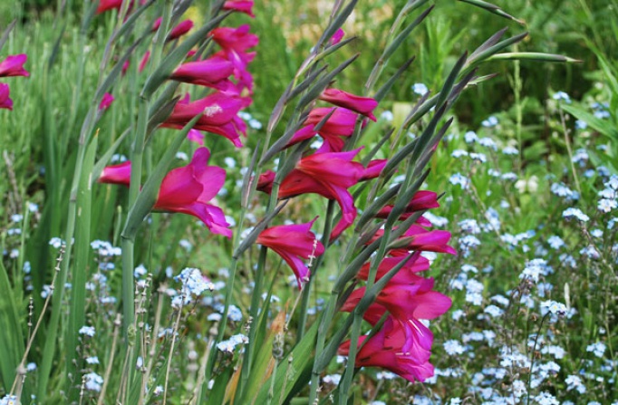 Gladiolus byzantinus