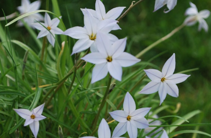 Ipheion