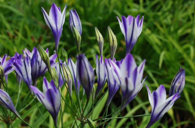 Triteleia