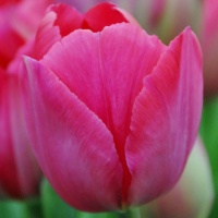Tulips - Darwin Hybrids
