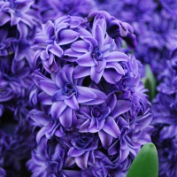 Hyacinths